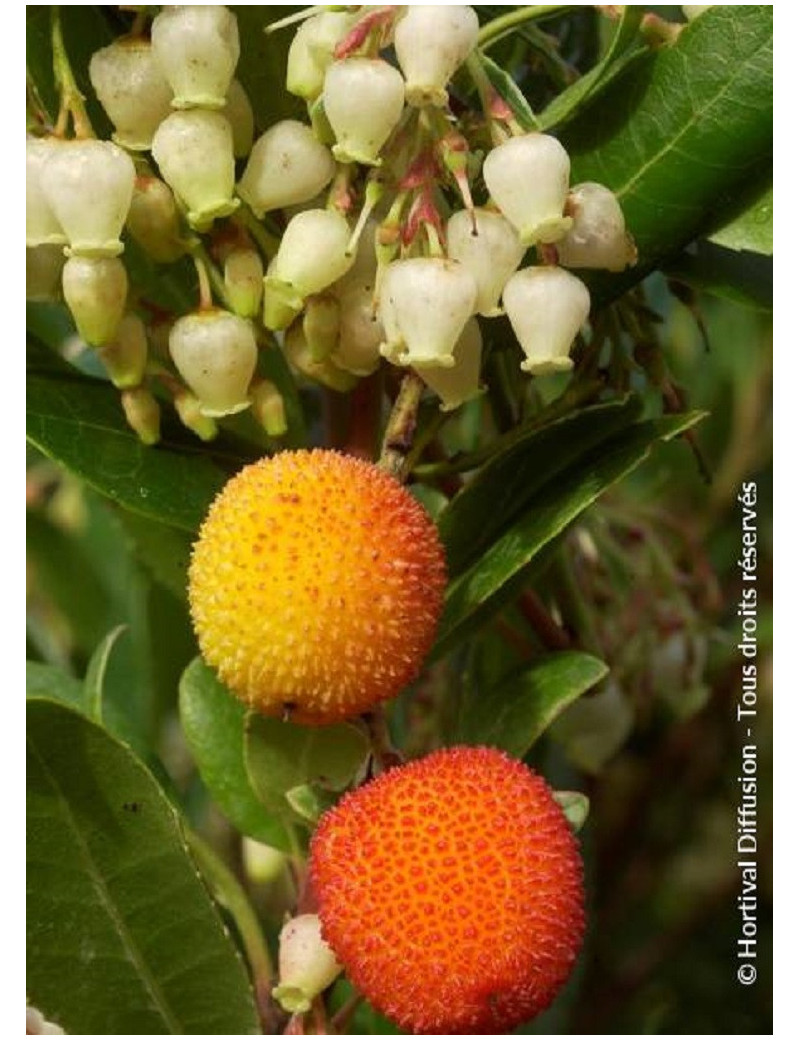 ARBUTUS unedo ATLANTIC