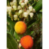 ARBUTUS unedo ATLANTIC