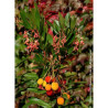 ARBUTUS unedo ROSELILY