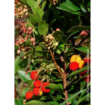 ARBUTUS unedo ROSELILY