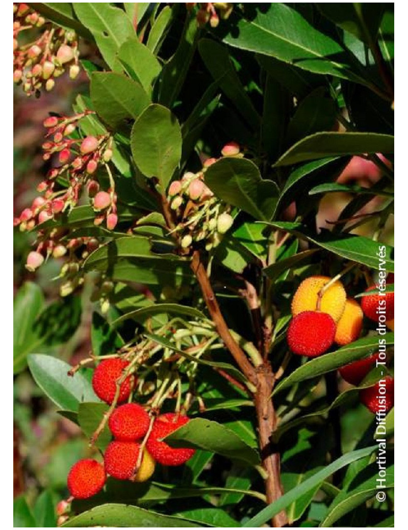 ARBUTUS unedo ROSELILY