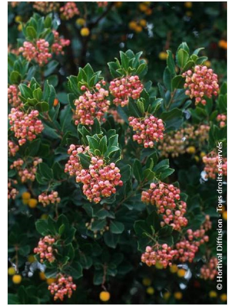 ARBUTUS unedo RUBRA