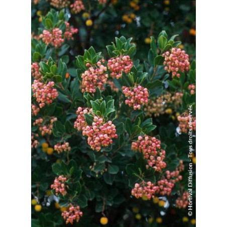 ARBUTUS unedo RUBRA