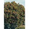 ARBUTUS unedo RUBRA