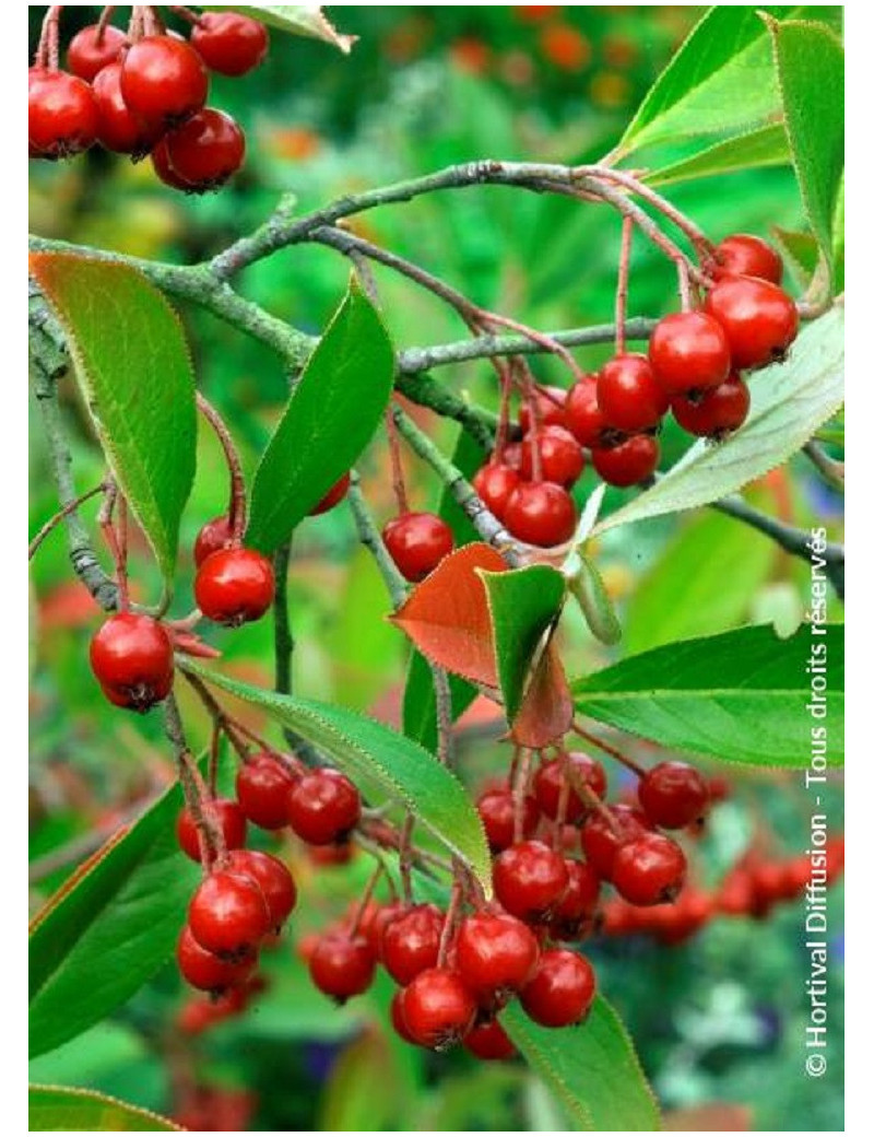 ARONIA arbutifolia BRILLIANT