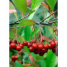 ARONIA arbutifolia BRILLIANT