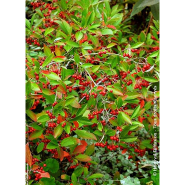 ARONIA arbutifolia BRILLIANT