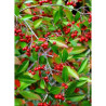 ARONIA arbutifolia BRILLIANT