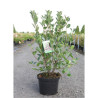 ARONIA arbutifolia BRILLIANT En pot de 10-12 litres