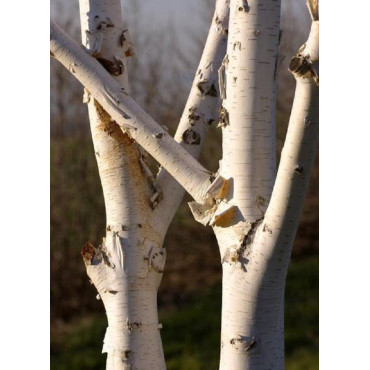 BETULA utilis