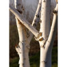 BETULA utilis