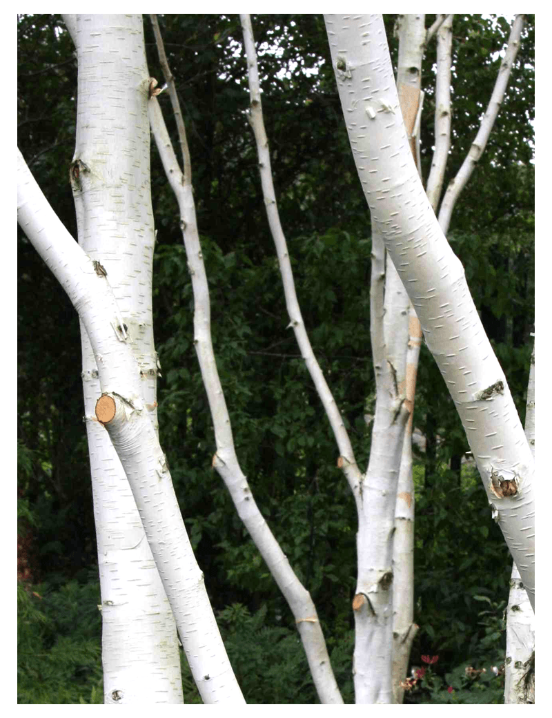 BETULA utilis