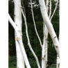 BETULA utilis