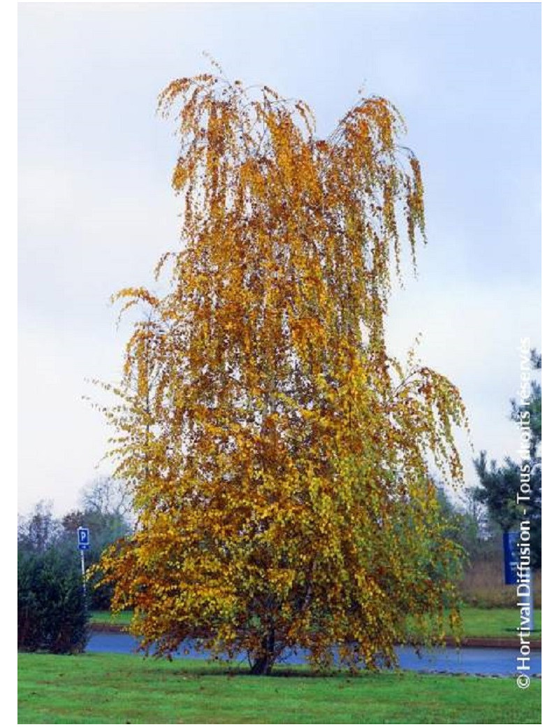 BETULA verrucosa ou pendula