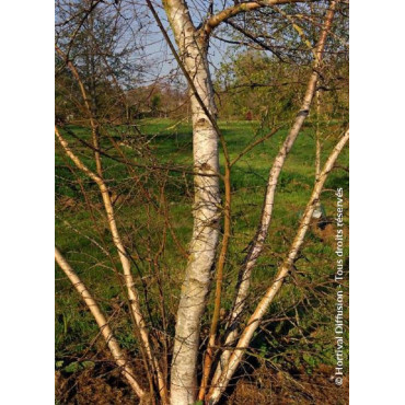 BETULA verrucosa ou pendula