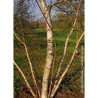 BETULA verrucosa ou pendula