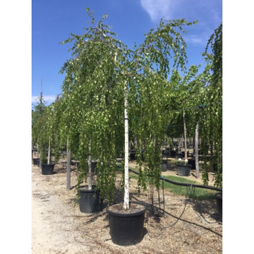 BETULA verrucosa YOUNGII En pot 35-50 litres forme tige hauteur du tronc 180-200 cm