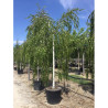 BETULA verrucosa YOUNGII En pot 35-50 litres forme tige hauteur du tronc 180-200 cm