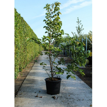 TILIA henryana En pot de 50-70 litres