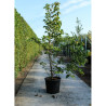 TILIA henryana En pot de 50-70 litres