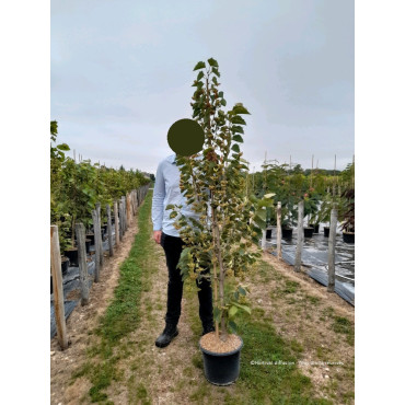 TILIA henryana En pot de 15-20 litres forme baliveau