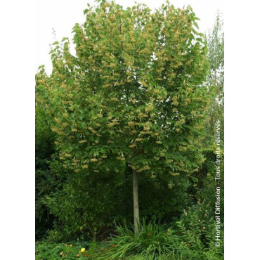 TILIA henryana