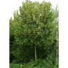 TILIA henryana