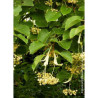 TILIA henryana