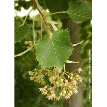 TILIA henryana