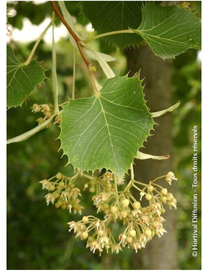 TILIA henryana