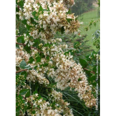 ABELIA chinensis