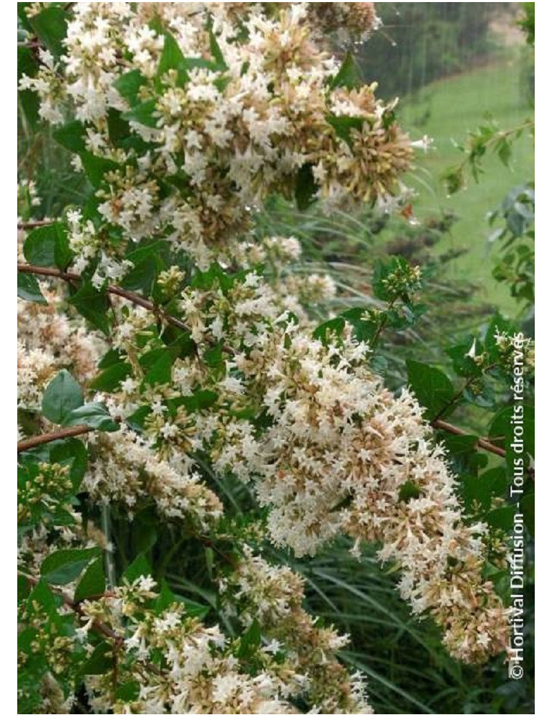 ABELIA chinensis