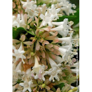 ABELIA chinensis