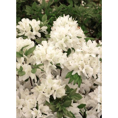 AZALEA japonica SCHNEEWITTCHEN