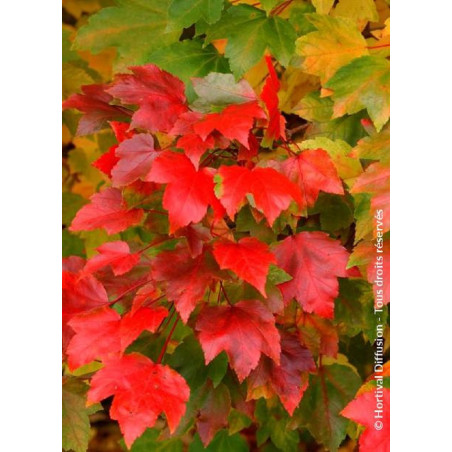 ACER rubrum FAIRVIEW FLAME