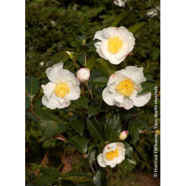 CAMELLIA sasanqua BLANC