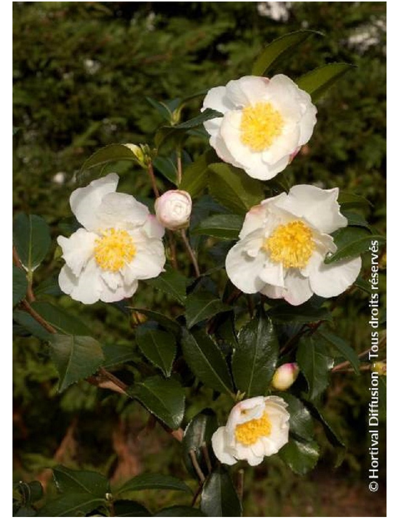 CAMELLIA sasanqua BLANC