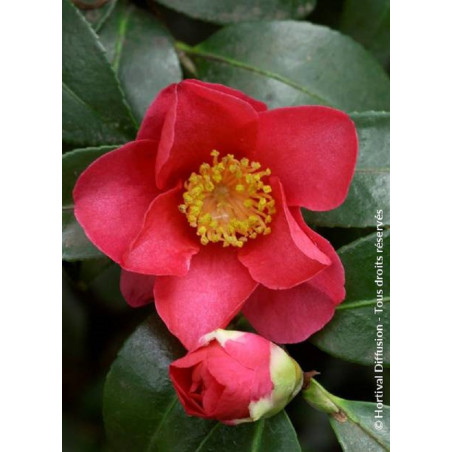 CAMELLIA sasanqua ROUGE