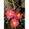 CAMELLIA sasanqua ROUGE