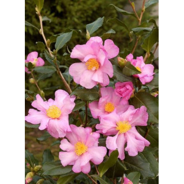 CAMELLIA sasanqua ROSE