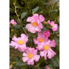 CAMELLIA sasanqua ROSE