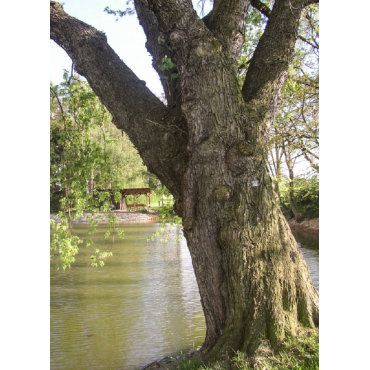 ACER saccharinum