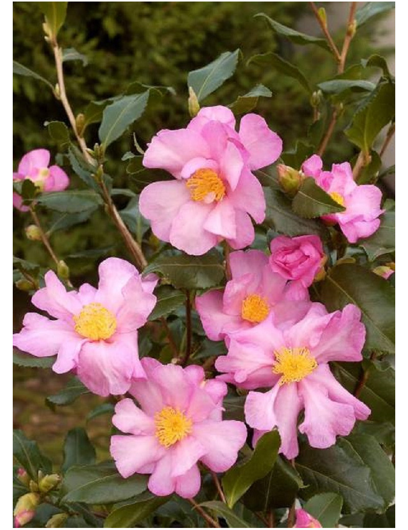 CAMELLIA sasanqua ROSE (Camélia d'automne)