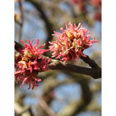 ACER saccharinum