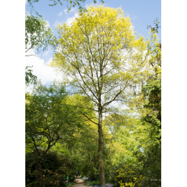 ACER saccharinum