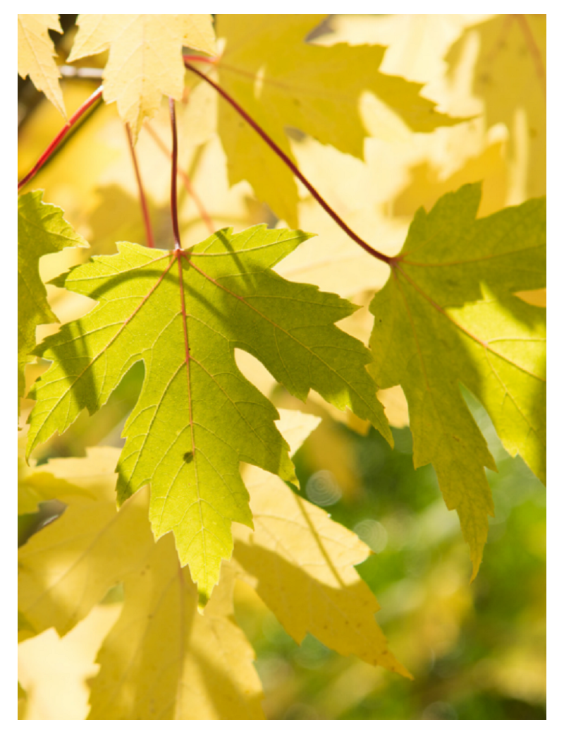 ACER saccharinum