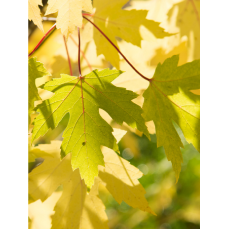 ACER saccharinum