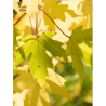 ACER saccharinum