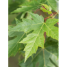 ACER saccharinum