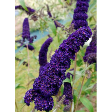 BUDDLEIA davidii BLACK KNIGHT